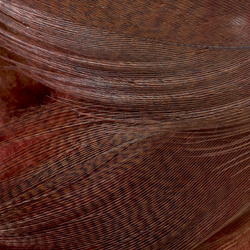 FFGene Mallard Flank