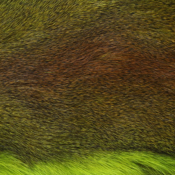 Wapsi vesela priežu vāveres āda ar apmatojumu