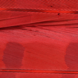 FFGene Pheasant Center Tail Bleached