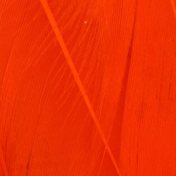 Wapsi Goose Shoulders