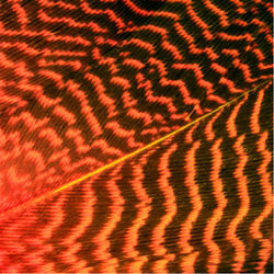 Wapsi Gadwall Barred Flank