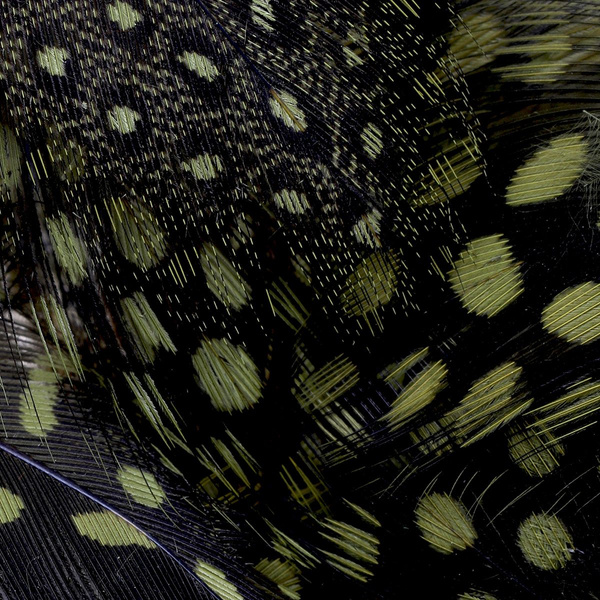 FFGene Guinea fowl feathers