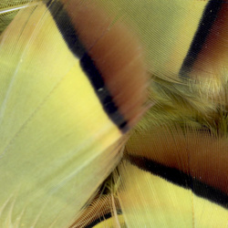 FFGene French Partridge