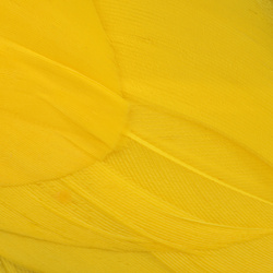 Wapsi Goose Shoulders