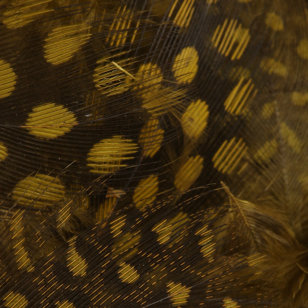 Wapsi pärlkana kehasuled