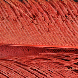 FFGene Peacock Sword Bleached