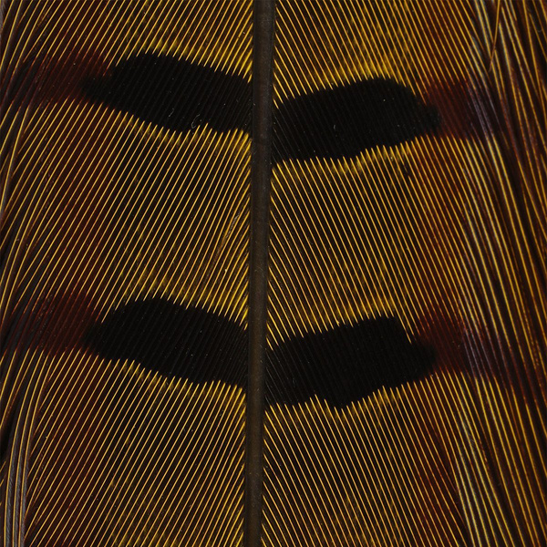 Hareline Ringneck Pheas. Tail Feathers