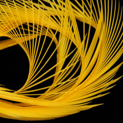 Wapsi — гусиные биоты