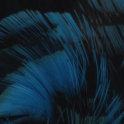 Hareline Ringneck Neck Patch