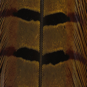 Hareline Ringneck Pheas. Tail Feathers