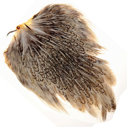 FFGene India pilkullinen kanansatula