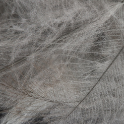 FFGene CDC Goose Jambo Pack - 1 gr