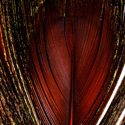 FFGene Peacock Eyes color