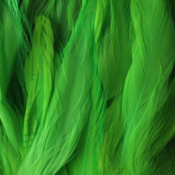 Hahnen-Schlappenfedern FFGene