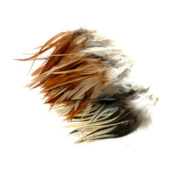 Wapsi Penas de sela de galo unidas pela base Natural