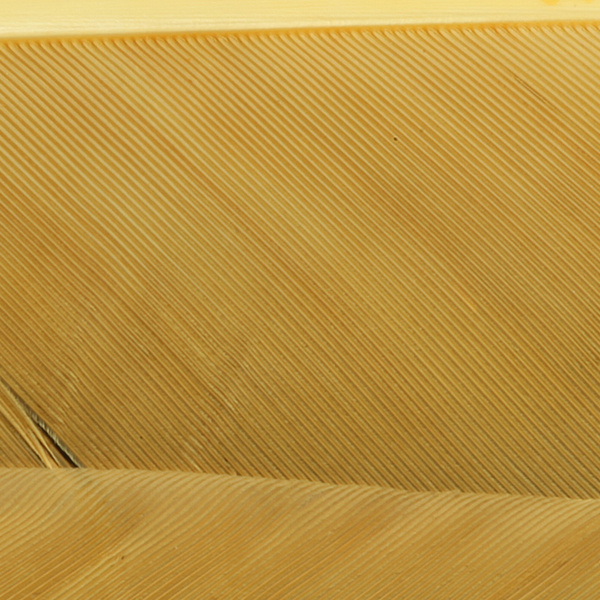 Hareline Turkey Biot Quills