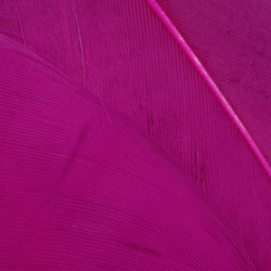 Wapsi Goose Shoulders