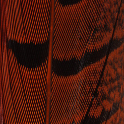 Hareline Ringneck Pheas. Tail Feathers