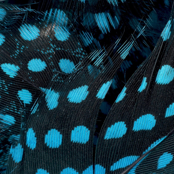 FFGene gyöngytyúktollak