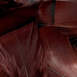 FFGene French Partridge