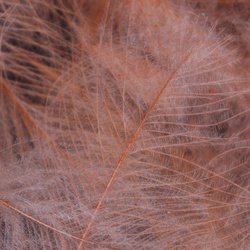 FFGene CDC Goose Jambo Pack - 1 gr