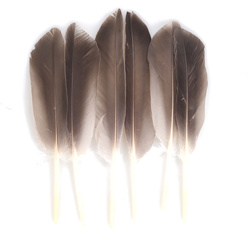 FFGene MALLARD WILD BIOTS