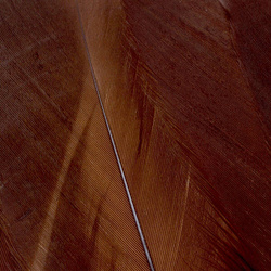 FFGene Goose Shoulders