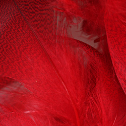 Hareline Mallard Flank