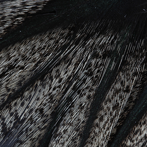 Coq de Leon-veren