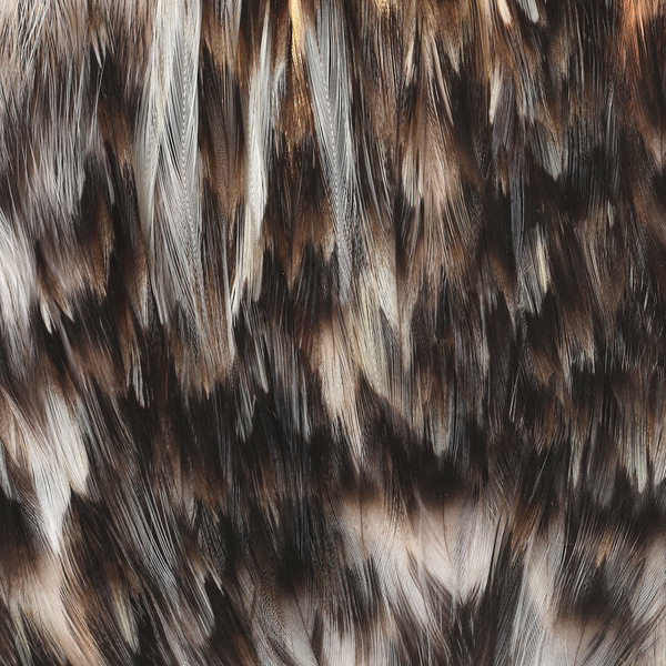 FFGene India Cock Saddles