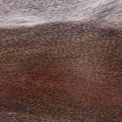 Wapsi Whole Pine Squirrel Skin