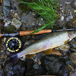 Mušiņmakšķere Taimen [NPHX]