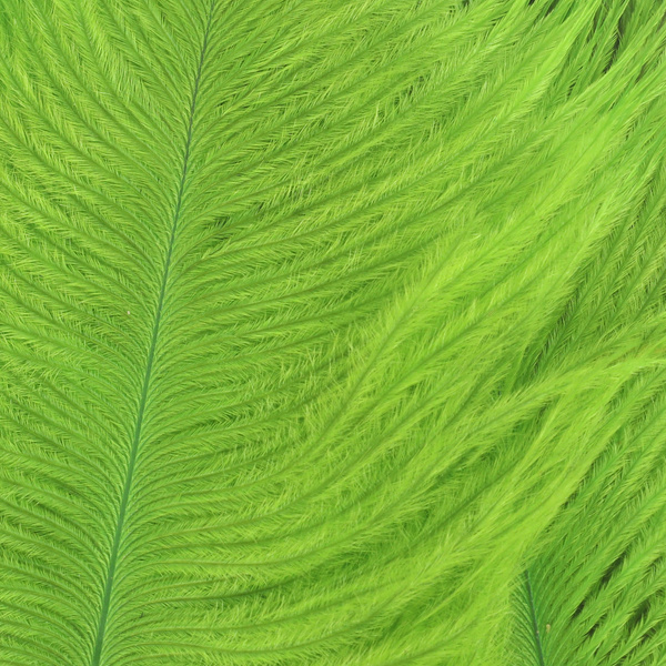 Wapsi Ostrich Marabou