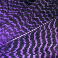 Wapsi Gadwall Barred Flank