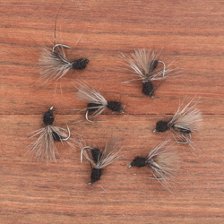 CDC Fying Black Ant