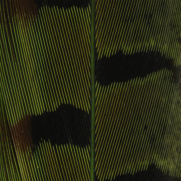 Hareline Ringneck Pheas. Tail Feathers