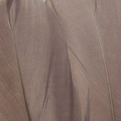 FFGene Goose Shoulders