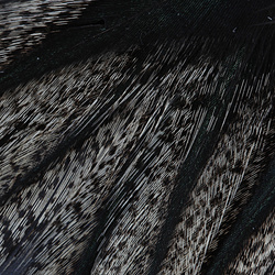 Coq de Leon Feather