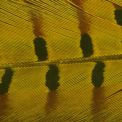 Hareline Dyed Ringneck Pheasant Tail Clump