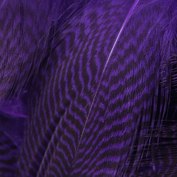 Hareline flankefjer fra krikand