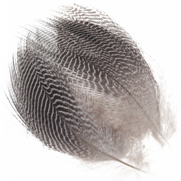 Wapsi tavin poikkijuovaiset kylkisulat