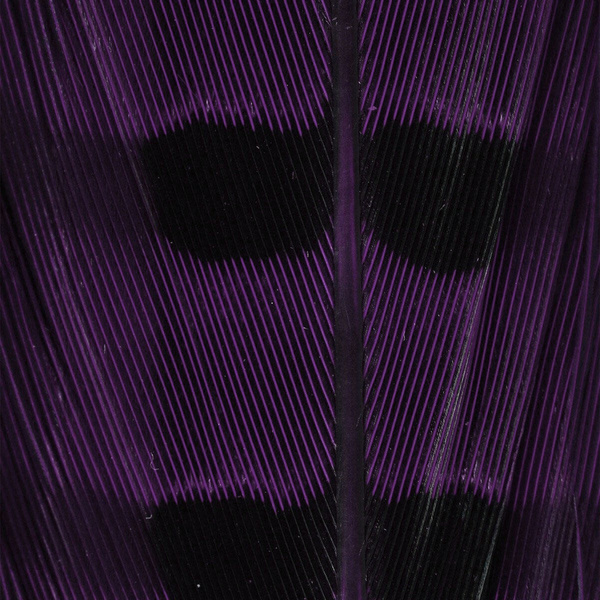 Hareline Ringneck Pheasant Tail Feathers
