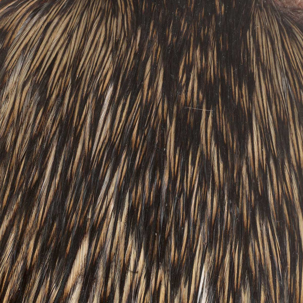 FFGene India Cock Cape Class Top