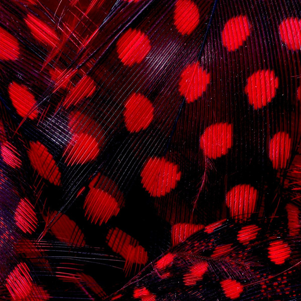 FFGene Guinea fowl feathers