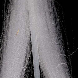 플라이 타잉용 합성 섬유 H2O Fluoro Fibre