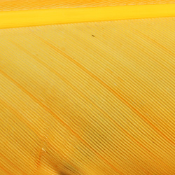 Hareline kalakuto plunksnų biotai