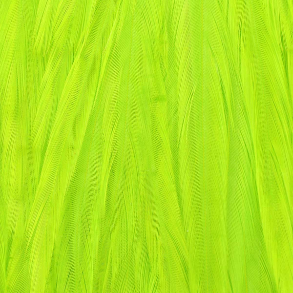 Ewing puolikas kukonsatula