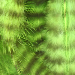 Hareline Grizzly Soft Hackle