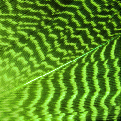 Wapsi Gadwall Barred Flank