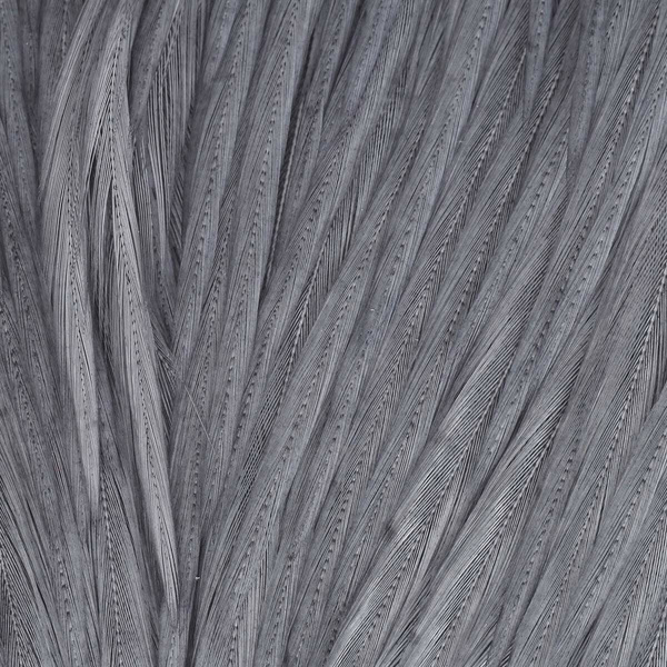 Wapsi Dry Fly Neck Select Sections Butt